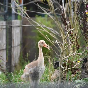 Indian sarus crane