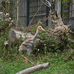 Indian sarus crane