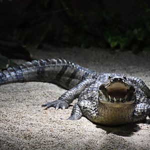 Spectecled caiman