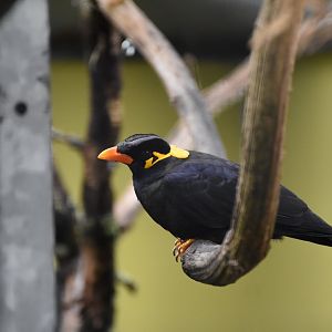 Greater hill myna