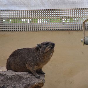 Cape hyrax