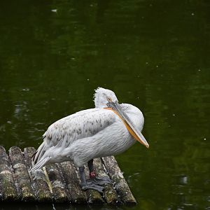 Dalmatian pelican