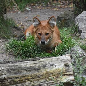 Chinese dhole