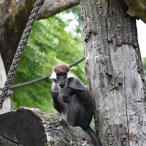 Collared mangabey