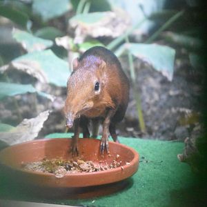 Black-and-rufous sengi