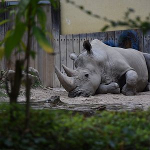 Southern white rhino