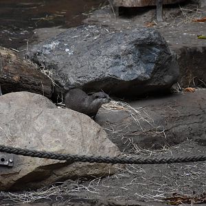Asian small-clawed otter