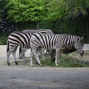 Chapman's zebra