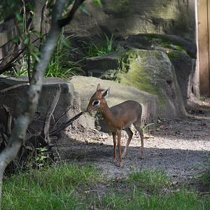 Kirk's dik-dik