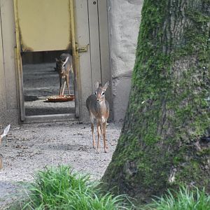Kirk's dik-dik
