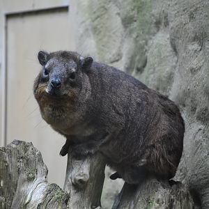 Rock hyrax