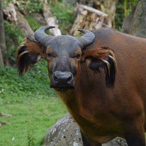 African forest buffalo