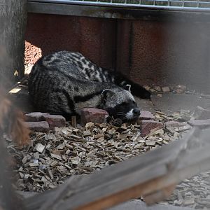African civet