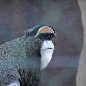 De Brazza's monkey