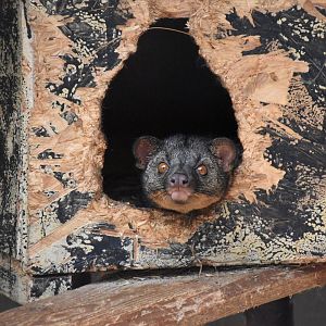 African palm civet