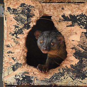 African palm civet