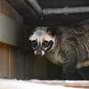 Sumatran Common palm civet