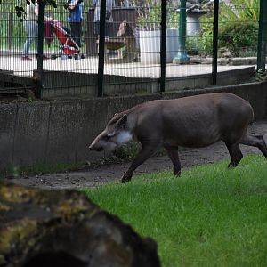 Lowland tapir