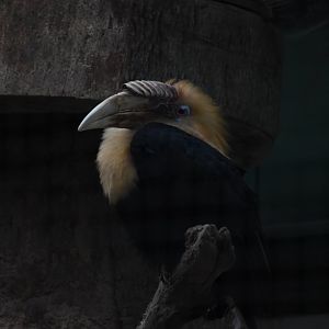 Lesser New Guinea hornbill