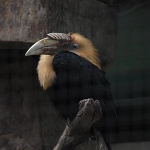 Lesser New Guinea hornbill