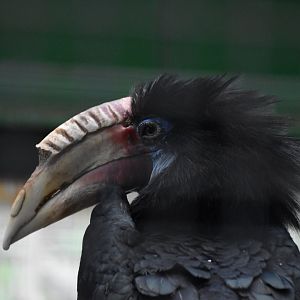 Lesser New Guinea hornbill