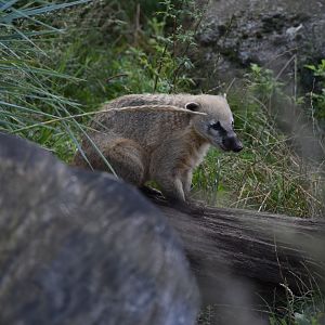 South American coati