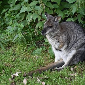 Tammar wallaby