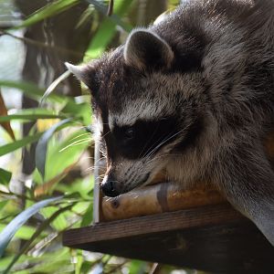 North American racoon