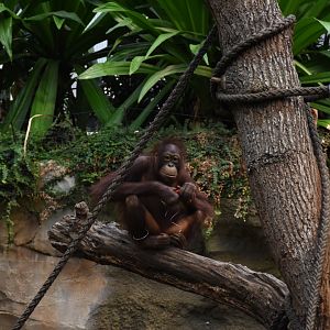 Bornean orangutan
