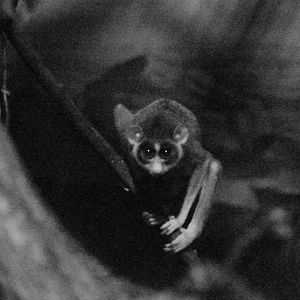 Northern dry zone slender loris