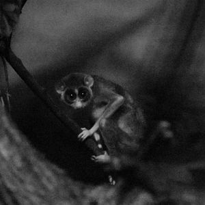 Northern dry zone slender loris