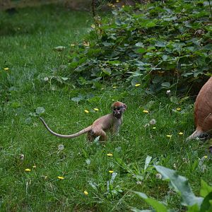 Patas monkey
