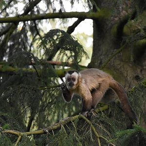 Bearded capuchin