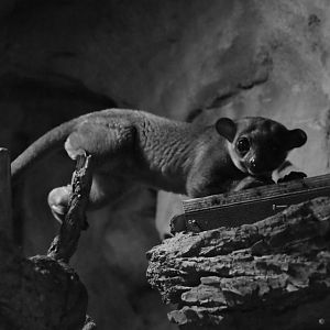 Kinkajou