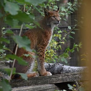 Eurasian lynx - Tierpark Germendorf/Eichholz