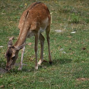 European fallow deer - Tierpark Germendorf/Eichholz