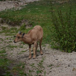 Barbary sheep - Tierpark Germendorf/Eichholz