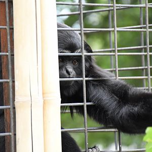 Agile gibbon - Tierpark Germendorf/Eichholz