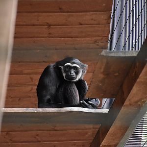 Agile gibbon - Tierpark Germendorf/Eichholz