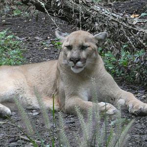 Cougar at the North Carolina Zoo