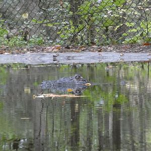 American Alligator