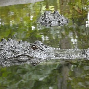 American Alligators