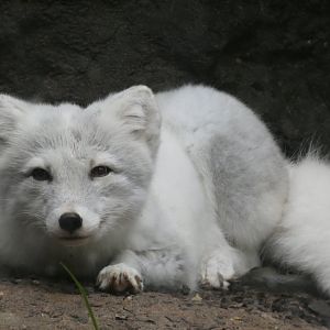 Arctic Fox at the North Carolina Zoo