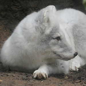 Arctic Fox at the North Carolina Zoo