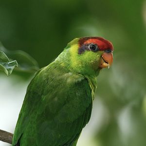 Iris Lorikeet (Saudareos Iris)