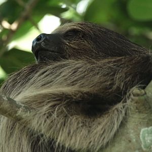 Luca - Linnaeus's Two-toed Sloth (Choloepus didactylus)