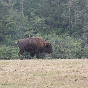 American Bison