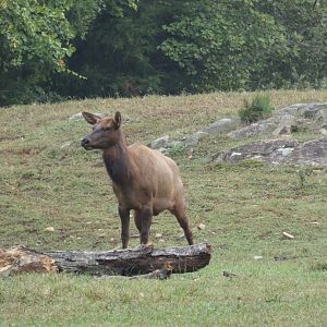 American Elk (Wapiti)