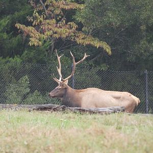 American Elk (Wapiti)