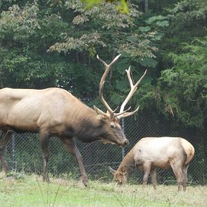 American Elk (Wapiti)